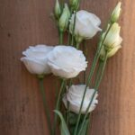 lisianthus, beautiful flowers, flower, blossom, bloom, flower wallpaper, white, nature, white flower, petals, cut flower, flower background, tiresome, lovely, wood, sunlight, close up