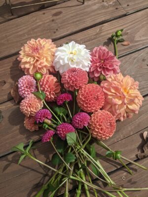 Dahlia Bouquet, 5 Stems