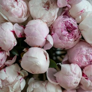 A close-up of a lush bouquet of soft pink peonies, showcasing delicate petals in full bloom.